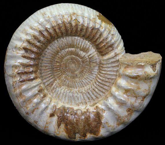 Wide Jurassic Ammonite Fossil - Madagascar #59605